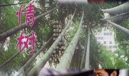 电视剧亲情树在线观看,穿越时光的温情之旅